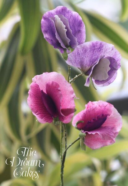 Sweet Pea Cutter